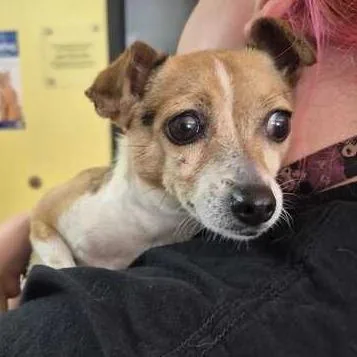 An adult small-sized female Yellow / Tan / Blond / Fawn Mixed Breed dog named Kiss Jousting for adoption in Davenport, IA