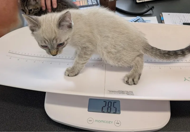 A young medium-sized male Cream / Ivory Domestic Short Hair cat named Kylo for adoption in Adrian, MI