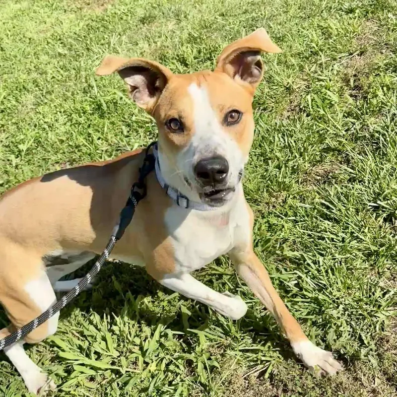 A young medium-sized male Yellow / Tan / Blond / Fawn Mixed Breed dog named Earl K for adoption in Union, MO