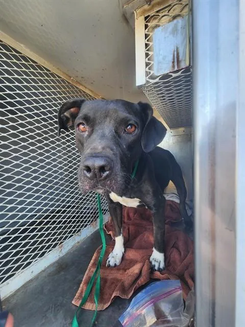 An adult medium-sized female Pit Bull Terrier dog named Wave for adoption in Bakersfield, CA