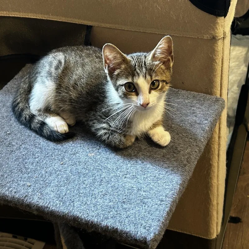 A baby small-sized male Brown / Chocolate Domestic Short Hair cat named Sully for adoption in Chattanooga, TN