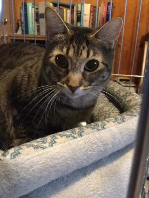 A senior small-sized female Domestic Short Hair cat named Ruthie for adoption in Ballwin, MO