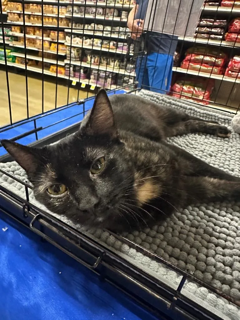 A baby large-sized female Domestic Short Hair cat named Popcorn for adoption in warrenville, SC