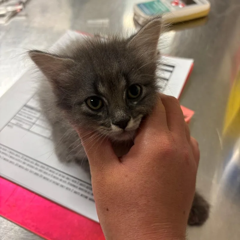 A baby small-sized male Domestic Long Hair cat named Dust Bunny for adoption in Ottawa, KS