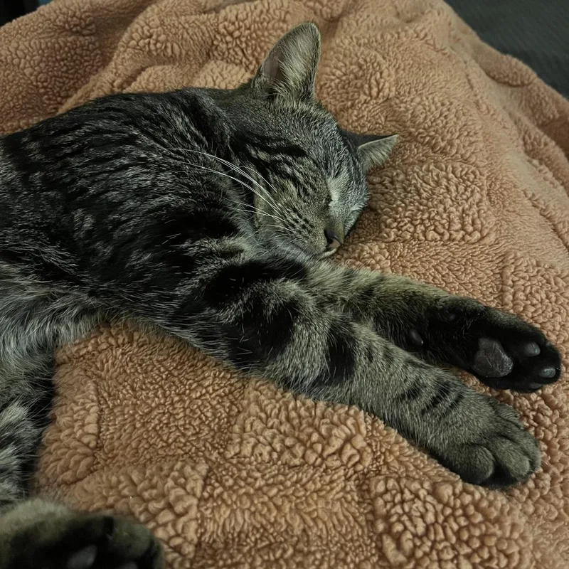 An adult medium-sized male Brown / Chocolate Domestic Short Hair cat named Benedict C for adoption in Minnetonka, MN