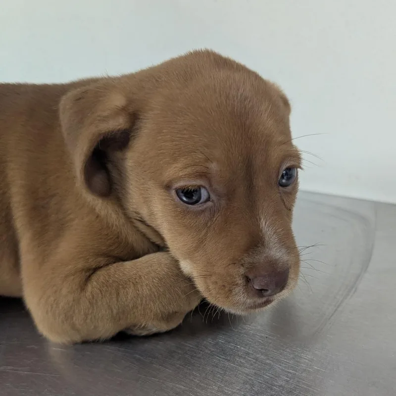 A baby small-sized female Brown / Chocolate Labrador Retriever dog named Patchouli for adoption in Parrish, AL