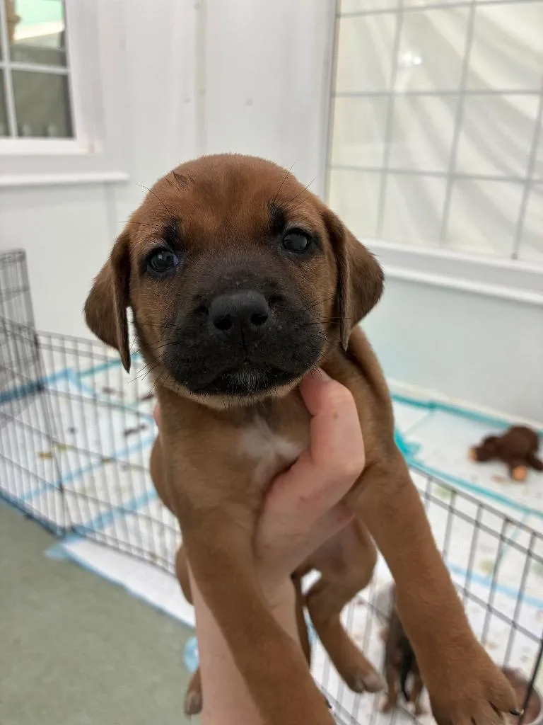 A baby medium-sized female Mixed Breed dog named Cornbread for adoption in Danielsville, GA