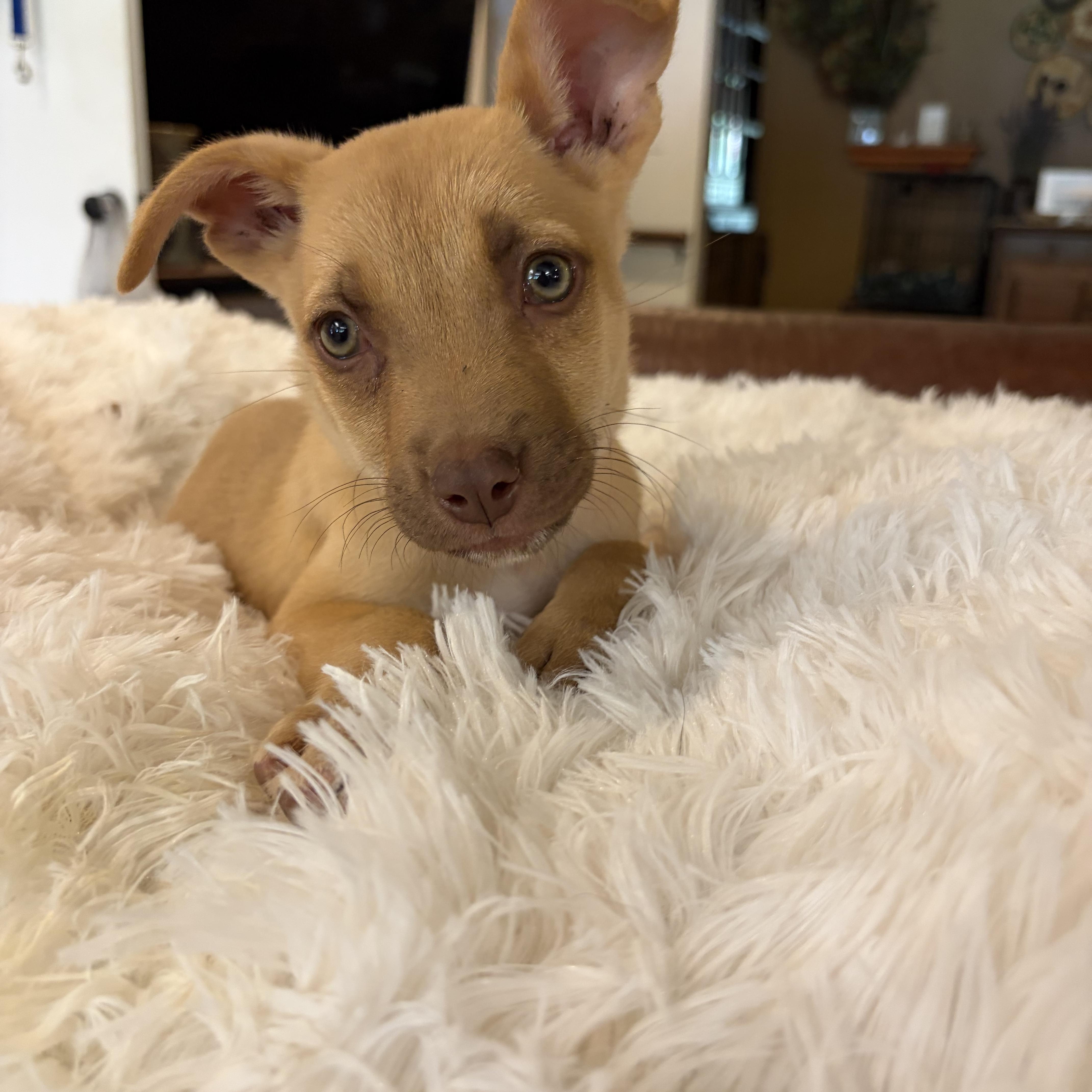 A baby medium-sized female Chiweenie dog named Jill for adoption in Gilbert, AZ