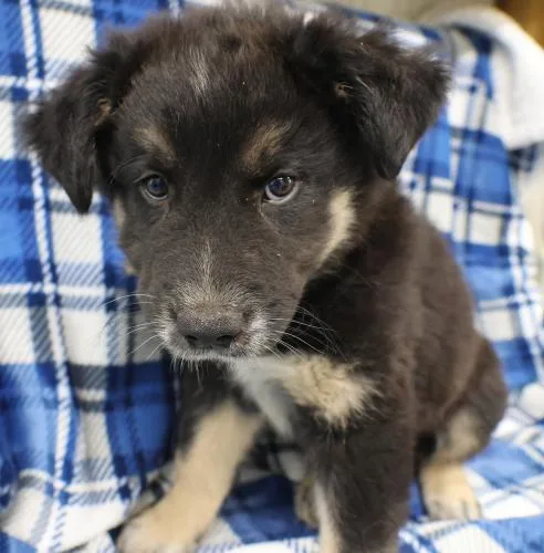 A baby medium-sized male Shepherd dog named Grove for adoption in Thief River Falls, MN