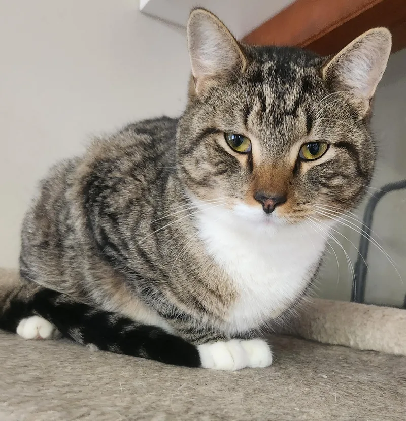 Monsieur Poisson thumbnail 2