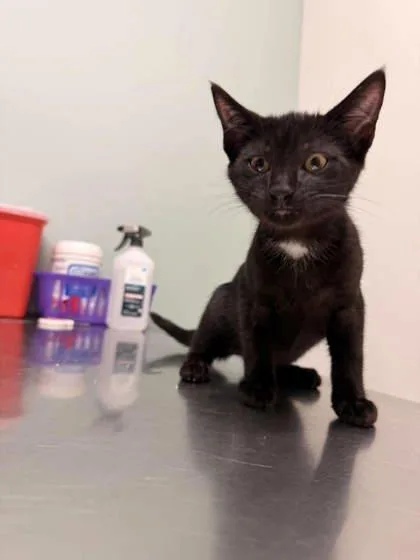 A baby small-sized male Black Domestic Short Hair cat named Pluto for adoption in Annapolis, MD
