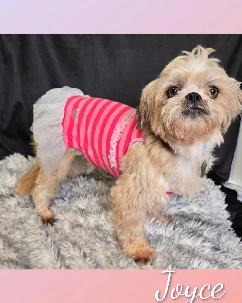 An adult small-sized female White / Cream Lhasa Apso dog named Joyce for adoption in Fredericksburg, VA