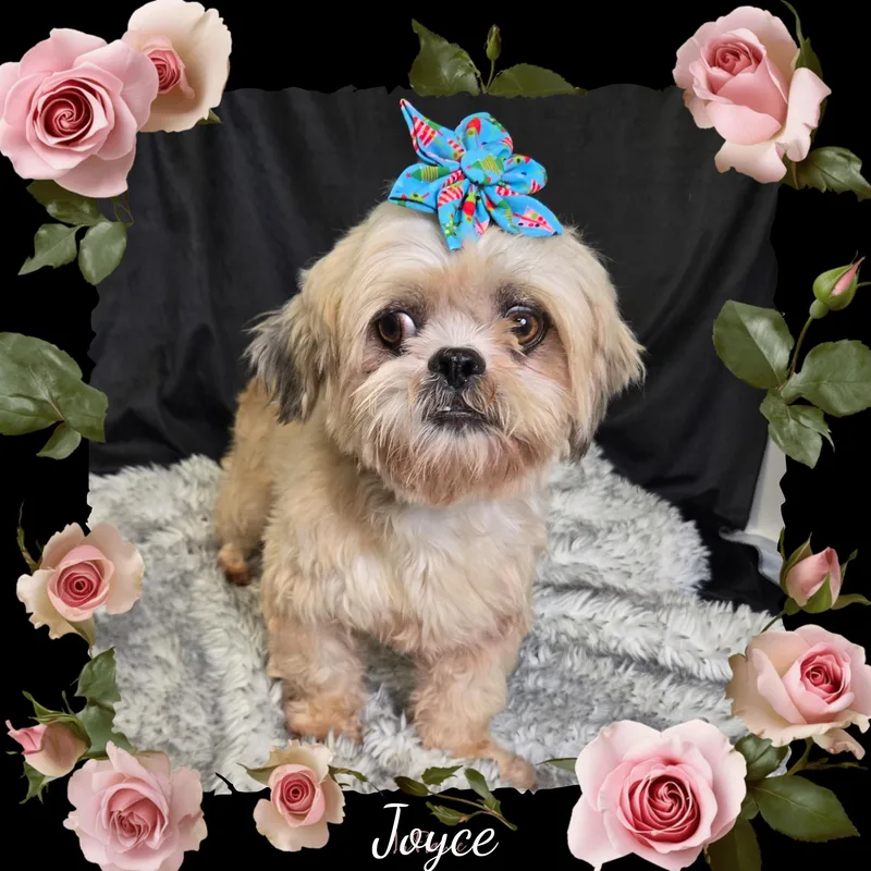 Joyce thumbnail 2