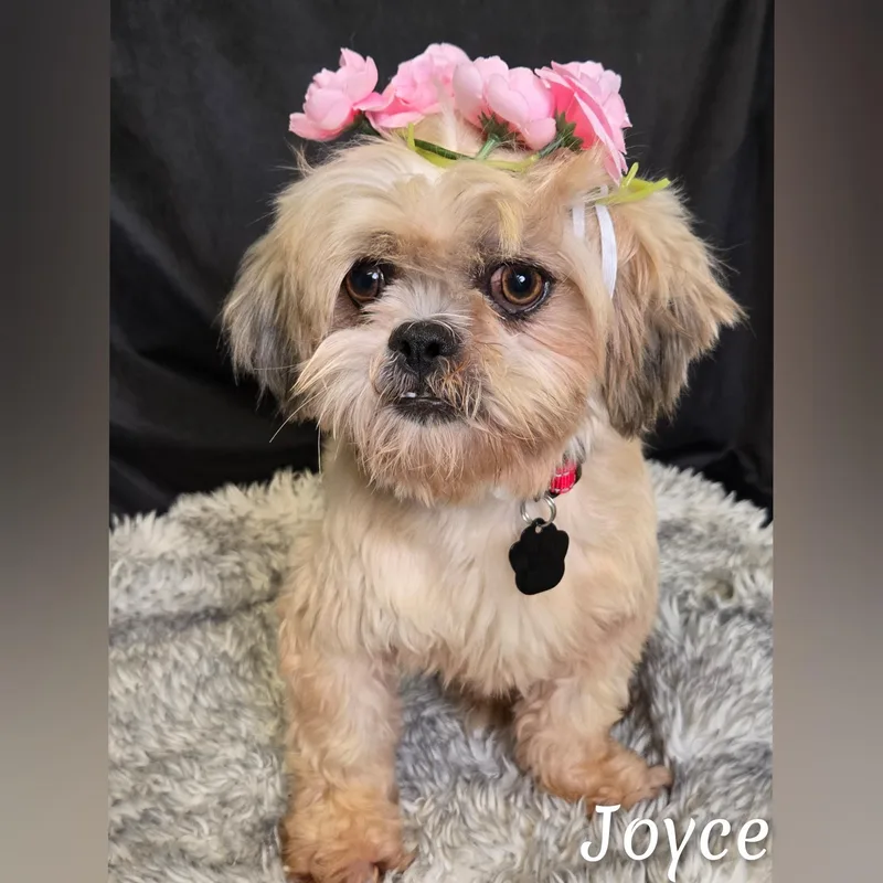 Joyce thumbnail 3