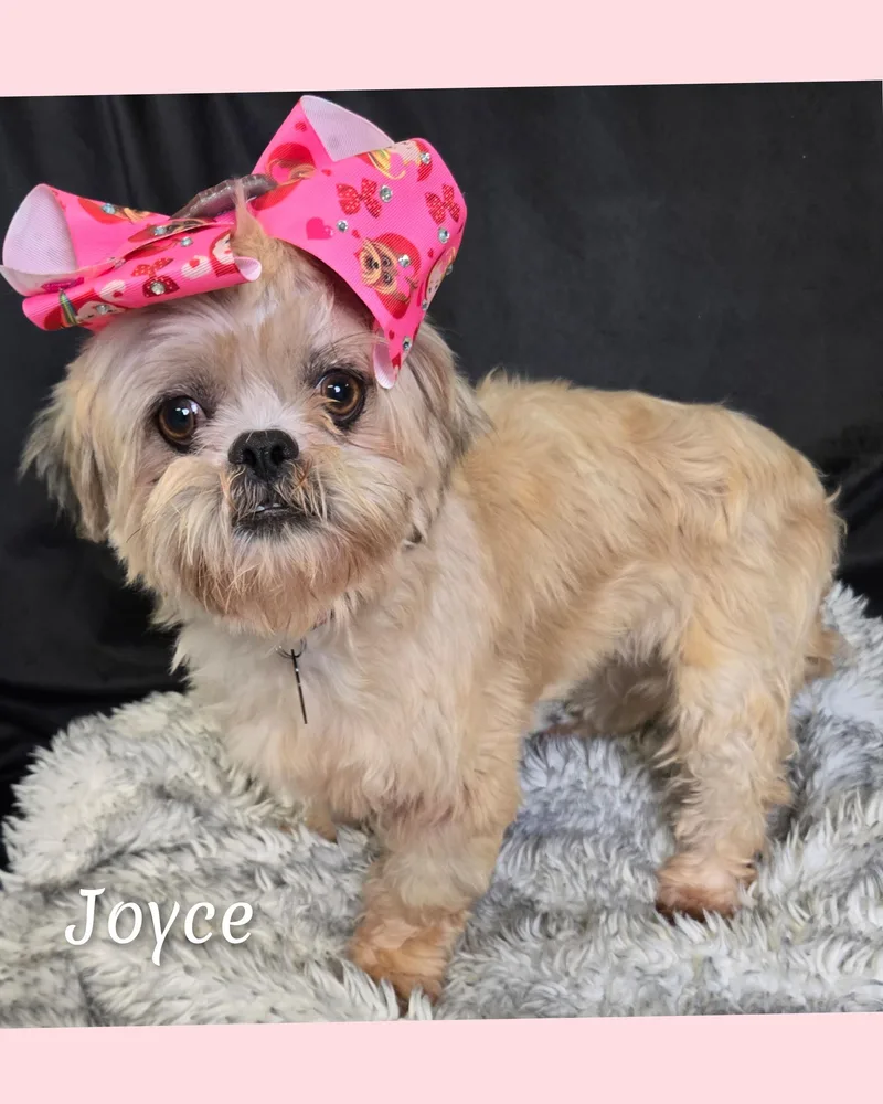 Joyce thumbnail 4