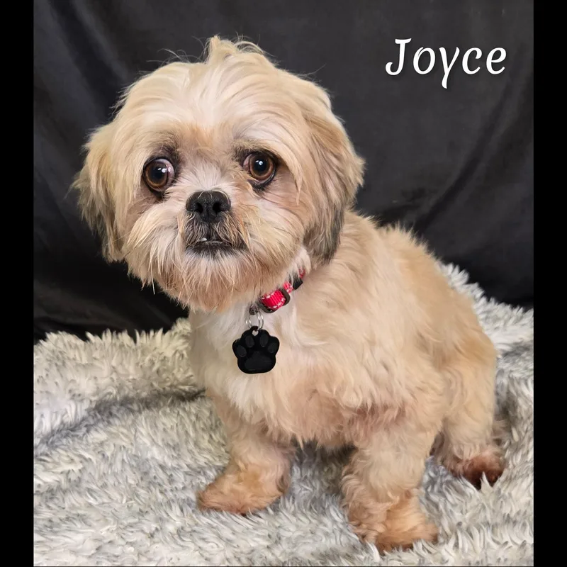 Joyce thumbnail 6