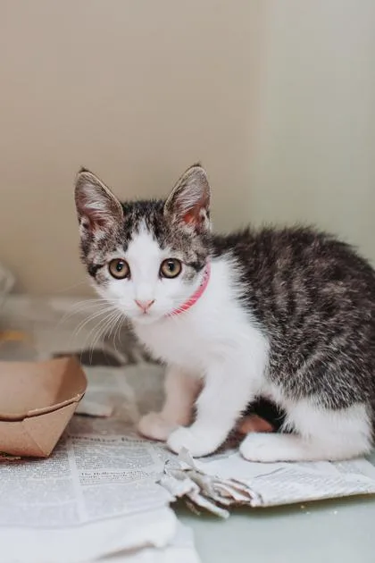 A young small-sized female Domestic Short Hair cat named a Lila PetSmart North for adoption in North Charleston, SC