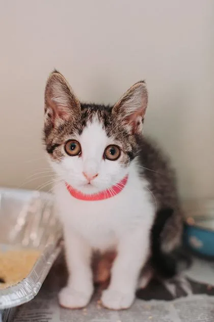 a Lila PetSmart North thumbnail 2