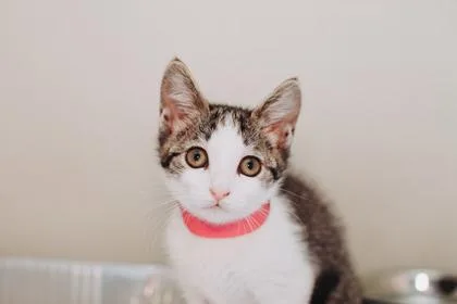 a Lila PetSmart North thumbnail 3