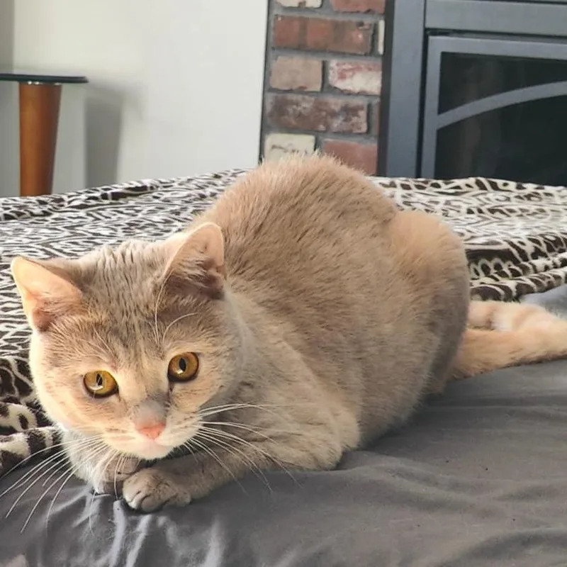 A young medium-sized male Orange / Red Domestic Short Hair cat named Razzmatazz for adoption in Wakefield, MA