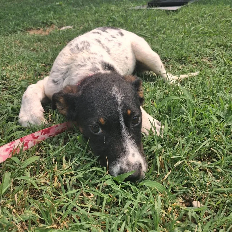 A baby small-sized female Black Mixed Breed dog named Moana for adoption in Pauls Valley, OK