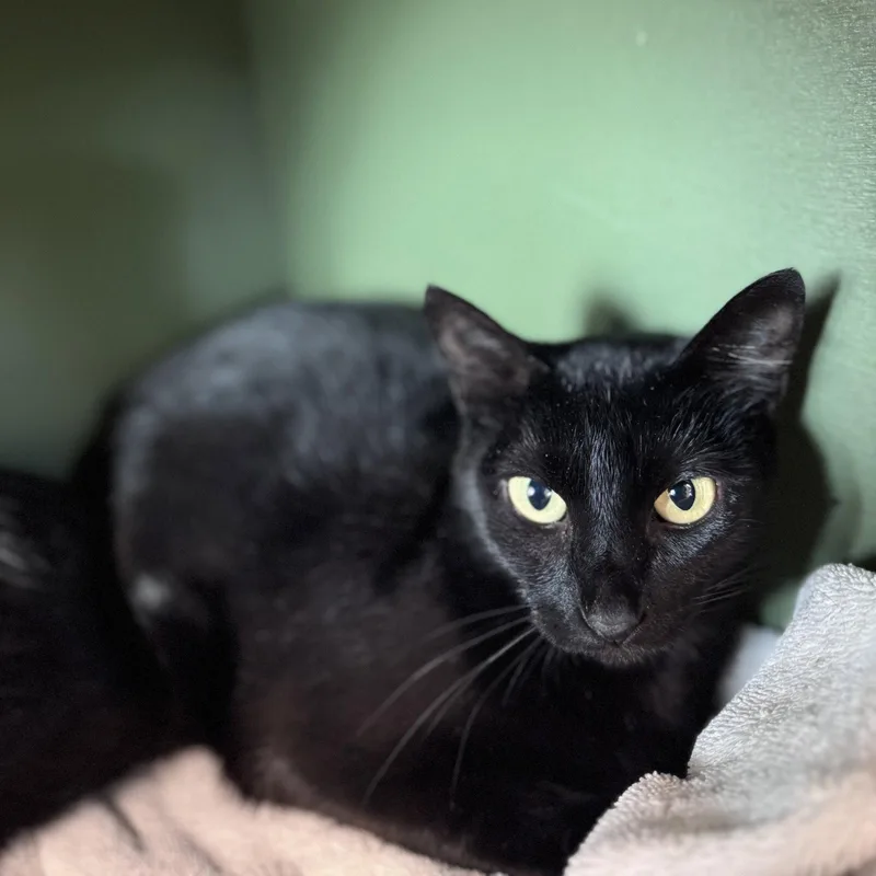 An adult small-sized female Black Domestic Short Hair cat named Ursula for adoption in Burlingame, CA