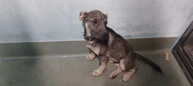 A baby small-sized male German Shepherd Dog dog named Schnitzel for adoption in Baldwin Park, CA