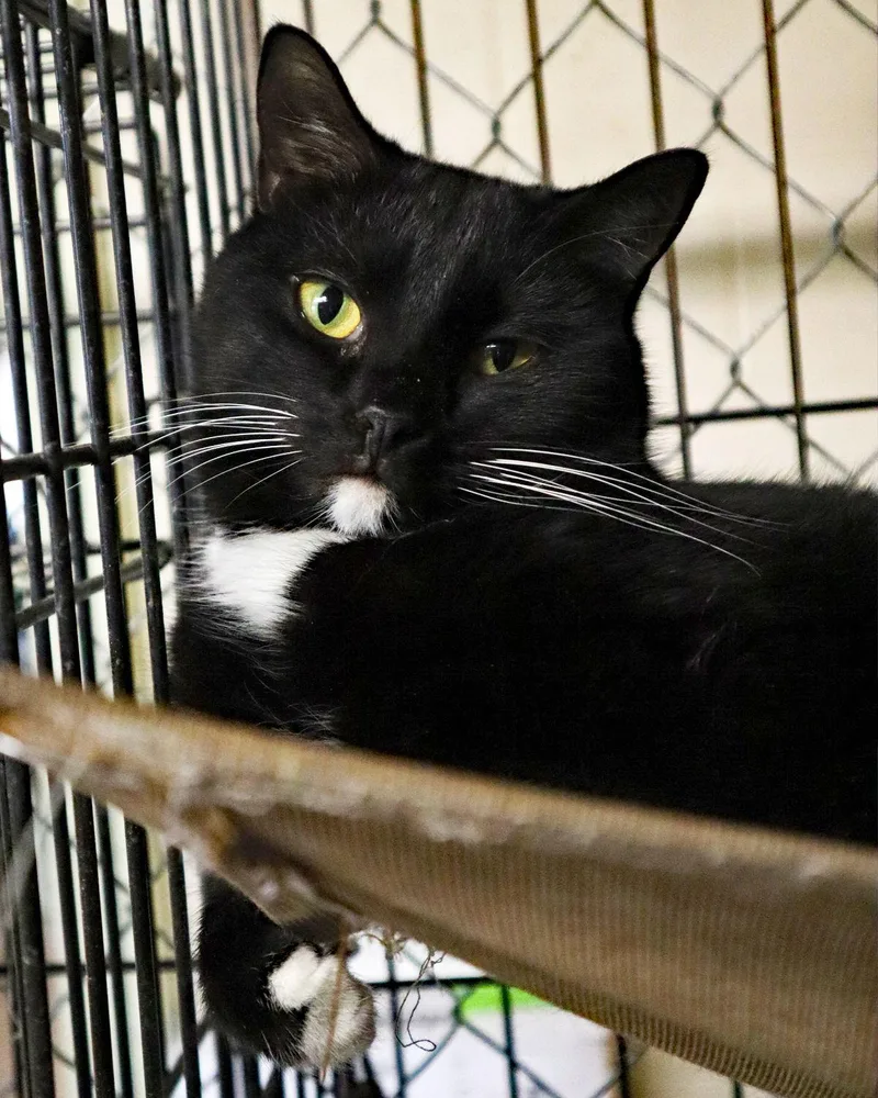 An adult medium-sized male Tuxedo cat named ChinChin for adoption in Apollo, PA