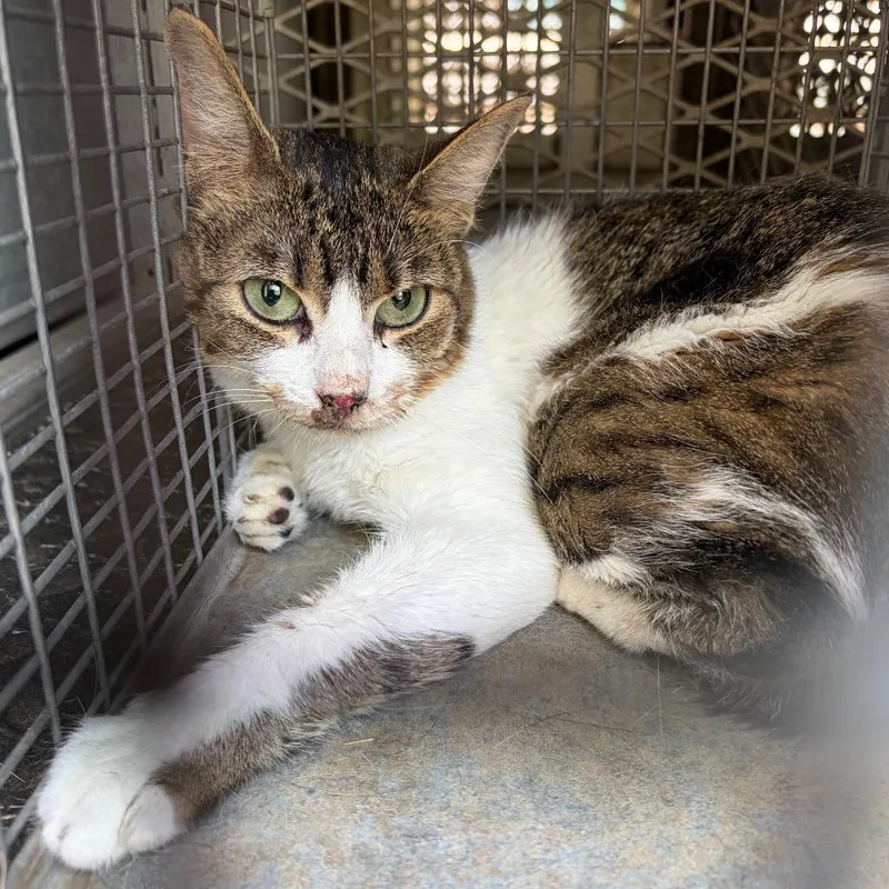 An adult medium-sized female White Domestic Short Hair cat named Levi for adoption in Edinburg, TX