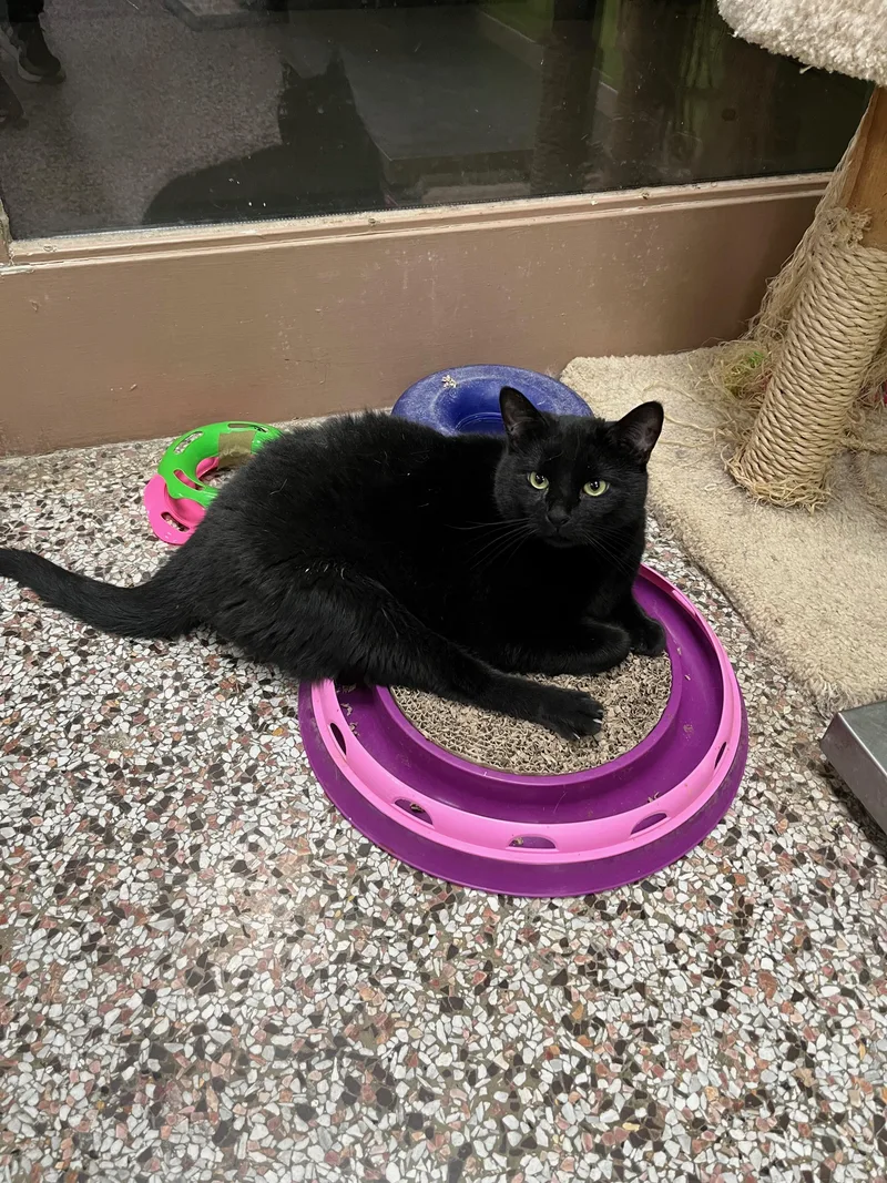 An adult large-sized male Black Domestic Short Hair cat named Walker for adoption in Richmond, KY
