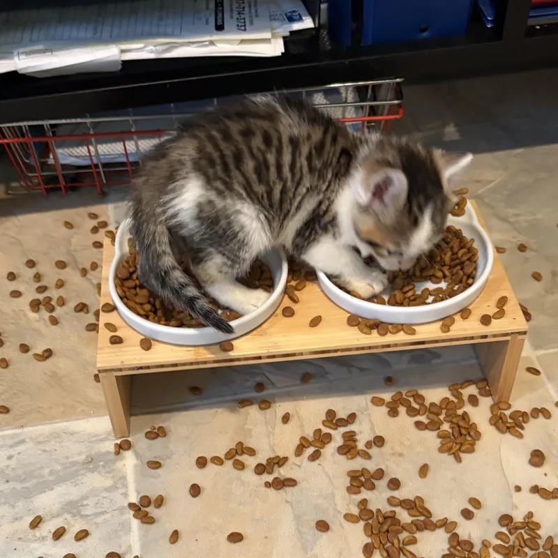 A baby medium-sized female Domestic Short Hair cat named Tigress for adoption in Lemoyne, PA