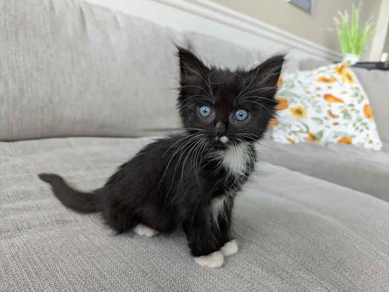 A baby small-sized female Black Domestic Short Hair cat named Yellow for adoption in Fruit Heights, UT