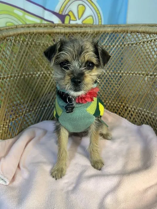 A baby small-sized female Yorkshire Terrier dog named Poppy for adoption in Yakima, WA