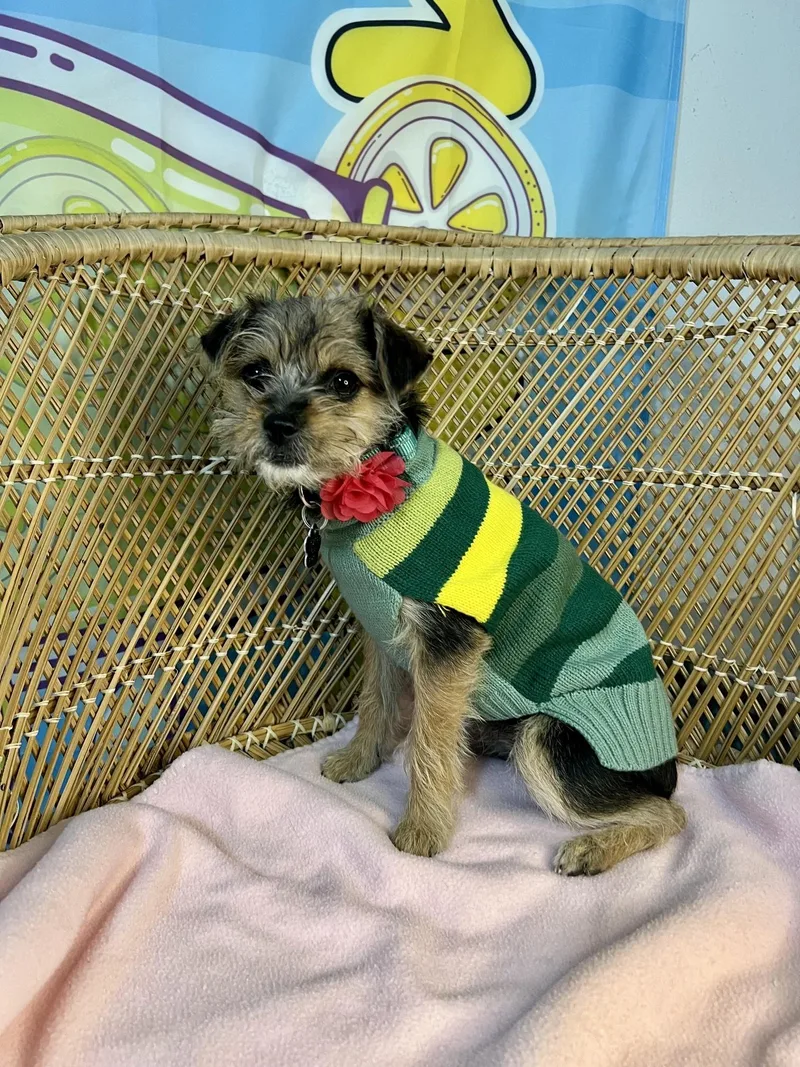 Poppy thumbnail 2