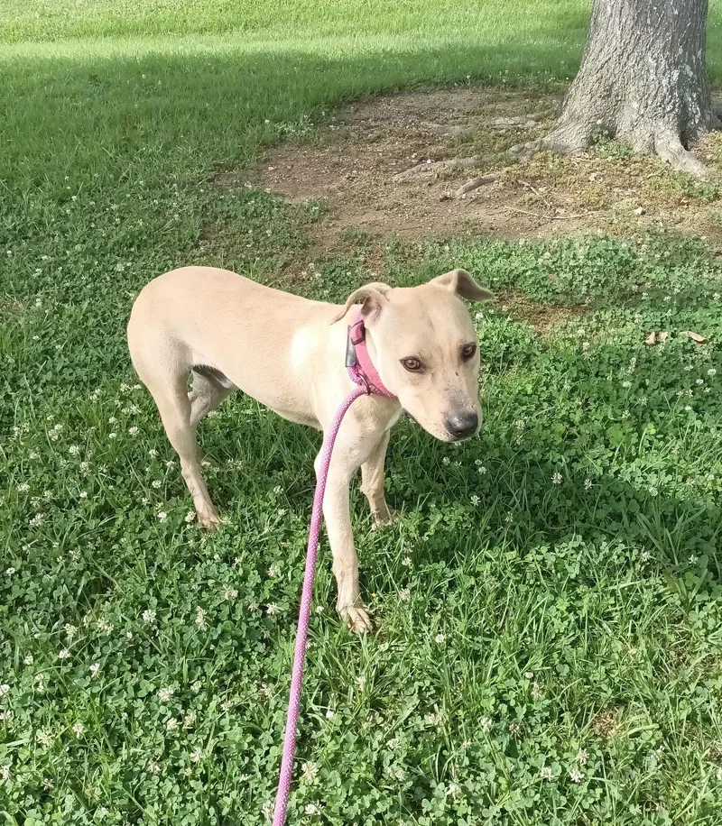 A young medium-sized male Black Mouth Cur dog named Parker for adoption in Monticello, MS