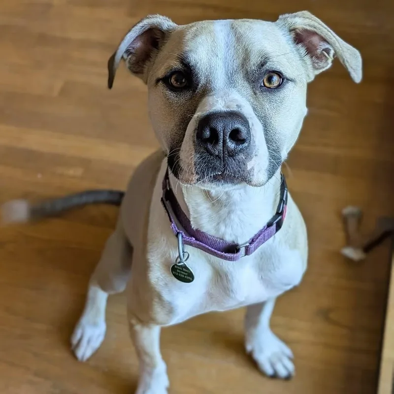A young medium-sized male Yellow / Tan / Blond / Fawn Pit Bull Terrier dog named Baby for adoption in Detroit, MI