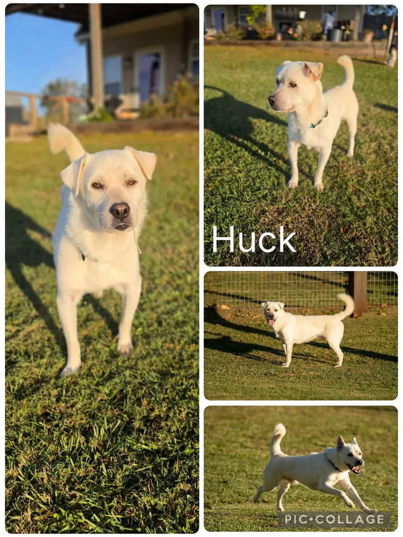 A young medium-sized male White / Cream Chow Chow dog named Huck for adoption in Enterprise, AL