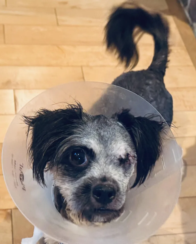 A baby small-sized female Gray / Blue / Silver Yorkshire Terrier dog named Felicity for adoption in Oak Ridge, NJ