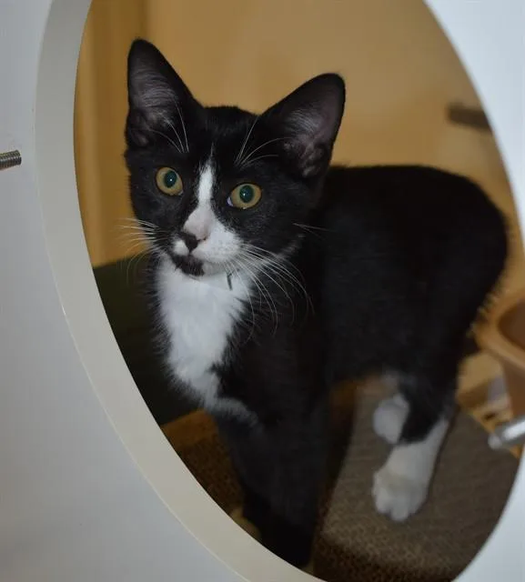 A baby small-sized female Domestic Short Hair cat named Charlotte for adoption in Sarasota, FL
