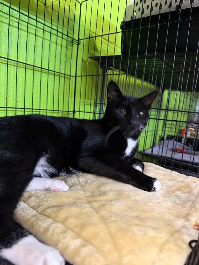 An adult medium-sized female Domestic Short Hair cat named Bones for adoption in Lancaster, PA