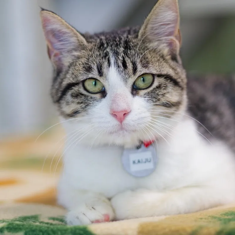 A baby medium-sized female Domestic Short Hair cat named Kaiju for adoption in Zimmerman, MN