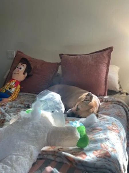 An adult large-sized female Boxer dog named Mija for adoption in San Diego, CA