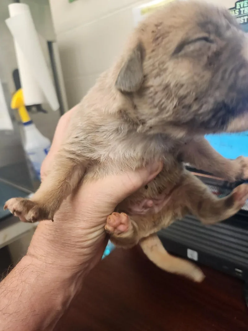 A young medium-sized male Yellow / Tan / Blond / Fawn Mixed Breed dog named Fallon for adoption in Mobile, AL
