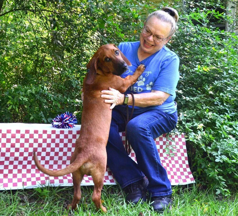 A young medium-sized male Basset Hound dog named Vinny for adoption in Willingboro, NJ