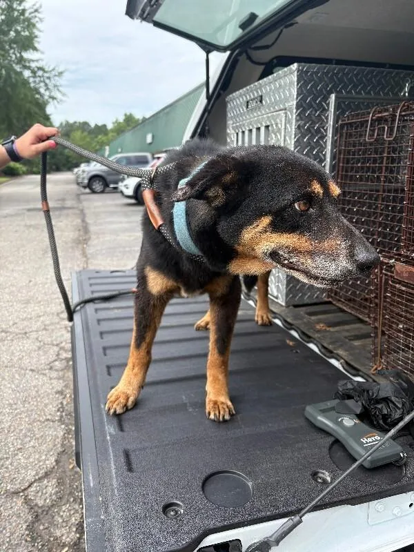 An adult medium-sized male Black Shepherd dog named Muscles for adoption in Providence Forge, VA
