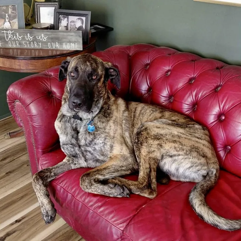 An adult large-sized male Brindle German Shepherd Dog dog named Maverick for adoption in Frankfort, KY