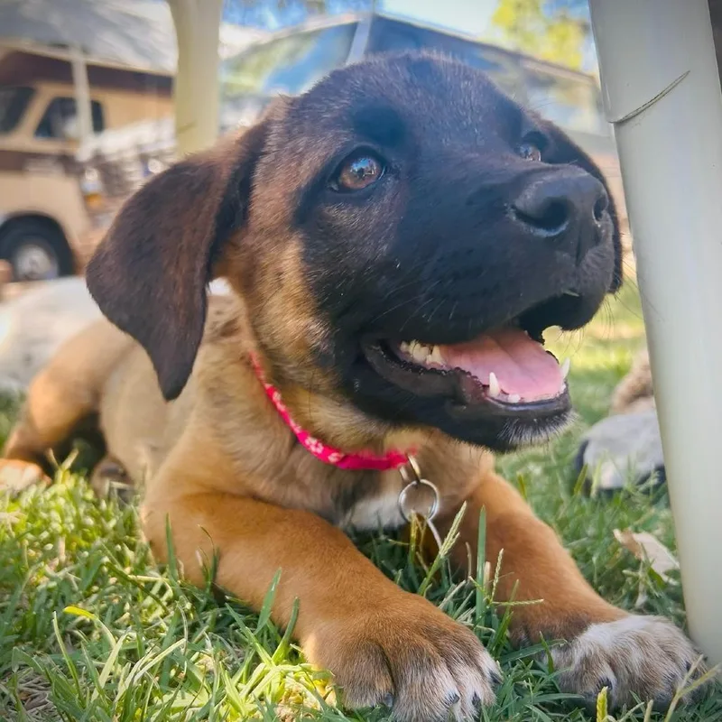 A baby small-sized female Brown / Chocolate Mixed Breed dog named Ma'lia for adoption in Prescott, AZ