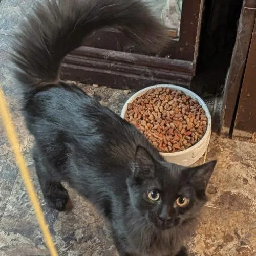 A young medium-sized male Domestic Medium Hair cat named Taz and Gypsy for adoption in Seven Valleys, PA