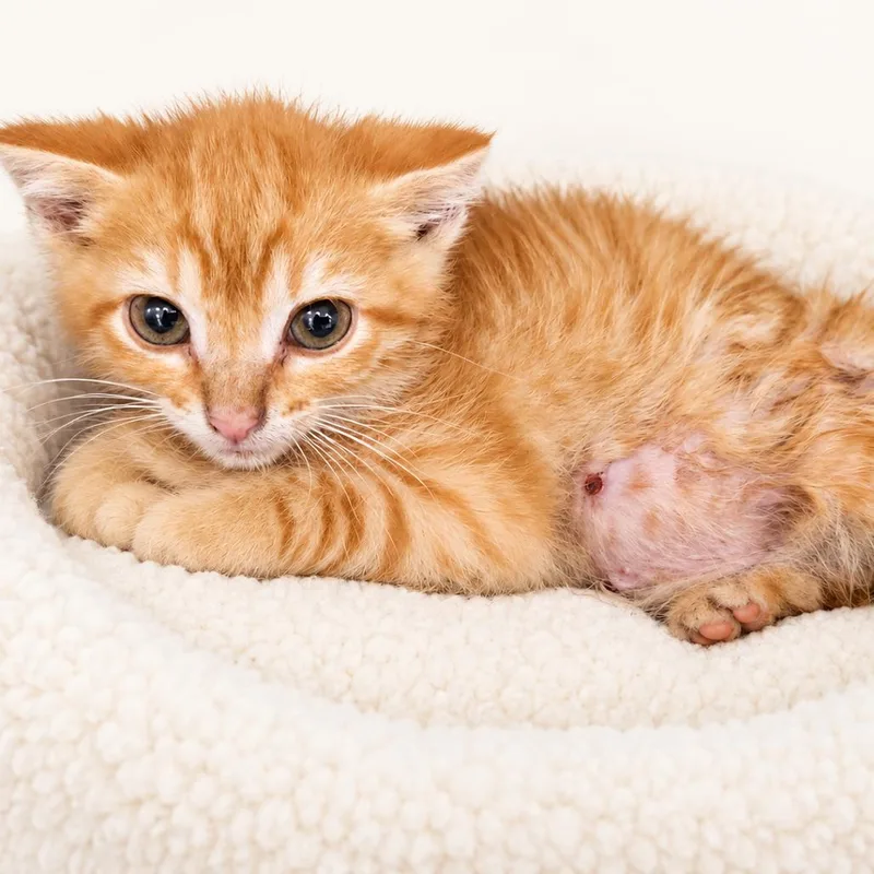 A baby small-sized male Orange / Red Domestic Short Hair cat named Wilbur for adoption in Redwood Falls, MN