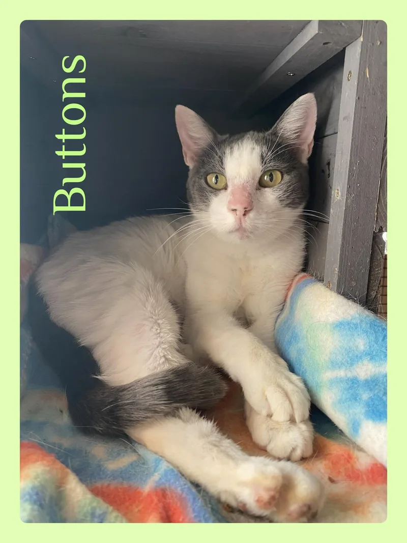 An adult medium-sized female Gray & White Tabby cat named Buttons for adoption in Lawton, OK